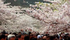 你見過空無一人的中山公園櫻花大道嗎？美！